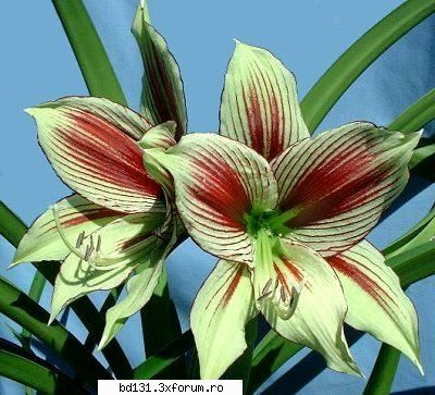 poze plante