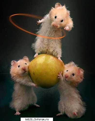 poze animale saraca matza trucuri hamsteri: NSA spy