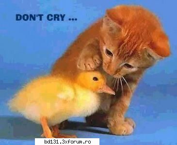 poze animale