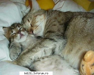 poze animale