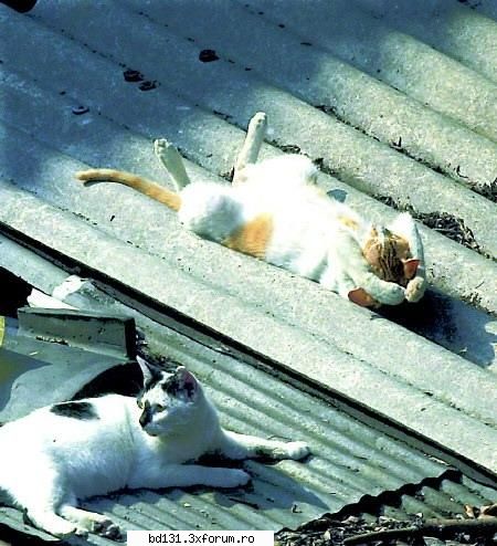 poze animale Miezu'