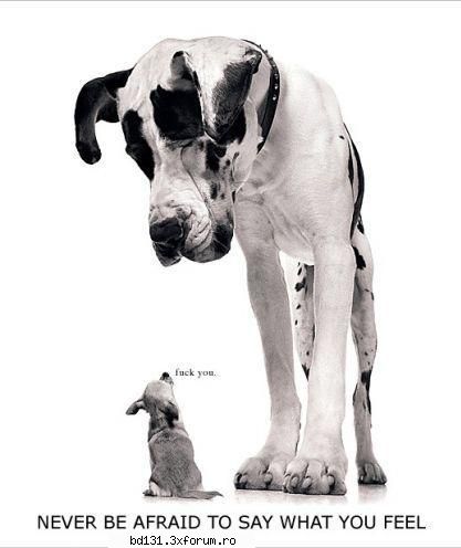 poze animale