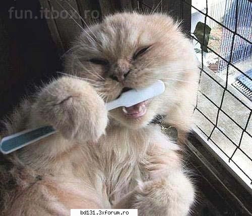 poze animale