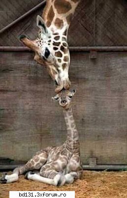 poze animale poza
