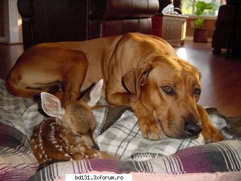 poze animale poza
