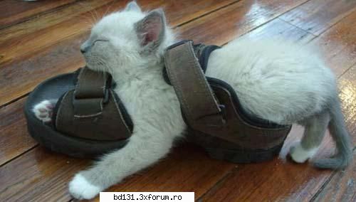 poze animale poza