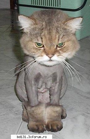 poze animale poza