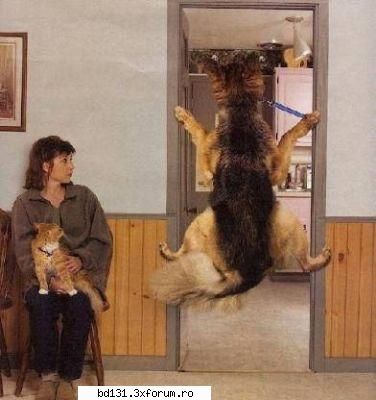 poze animale poza
