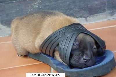 poze animale poza