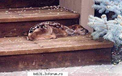 poze animale poza