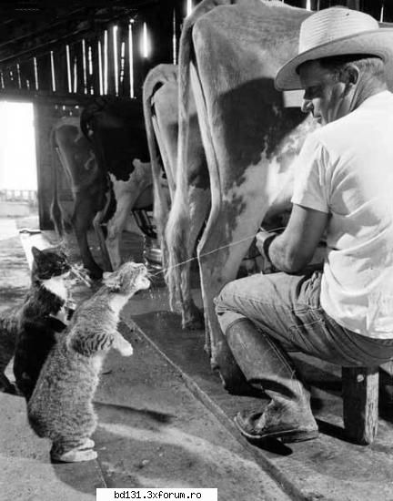 poze animale poza