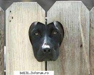 poze animale poza