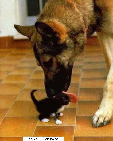 poze animale poza