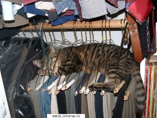 poze animale poza
