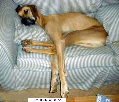 poze animale poza
