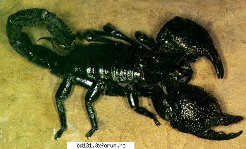 scorpion zodia noastra - puncte forte dar si slabe -
