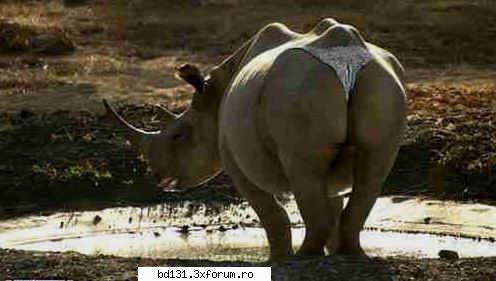 cine o vrea? :)) poze animale