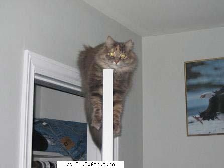 poza poze animale