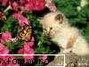 Preferinte - lore88i - Plante si animale preferate
