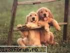 Preferinte - lore88i - Plante si animale preferate